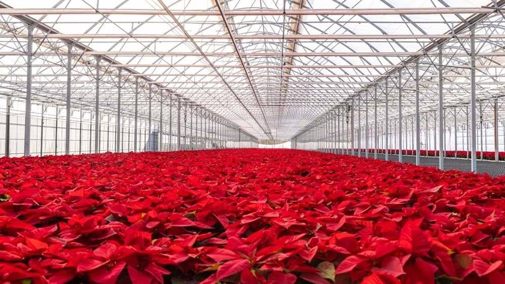 flor de pascua almeria|flor-pascua-navidad|ciclamen rojo|acebo|Ardisia|anthurium|abeto